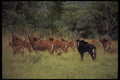 077046 Sable Antelope Herd A4 Photo Print