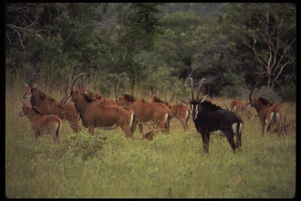 077046 Sable Antelope Herd A4 Photo Print