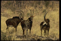 077047 Sable Antelope A4 Photo Print