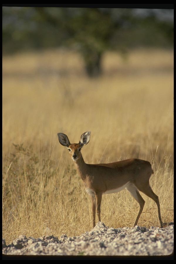 077048 Steenbok A4 Photo Print