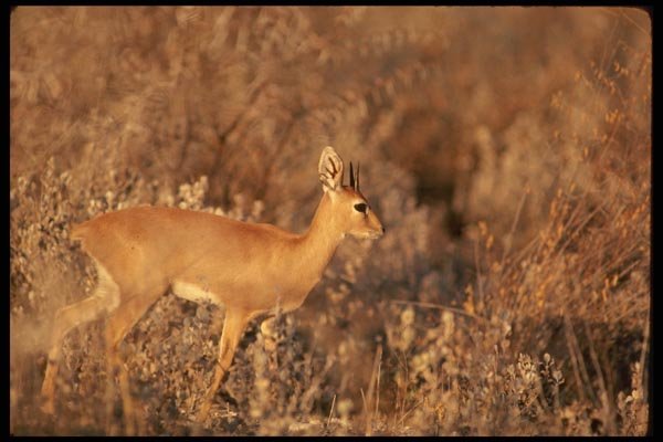 077049 Steenbok A4 Photo Print