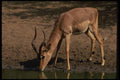 077050 Impala Drinking A4 Photo Print
