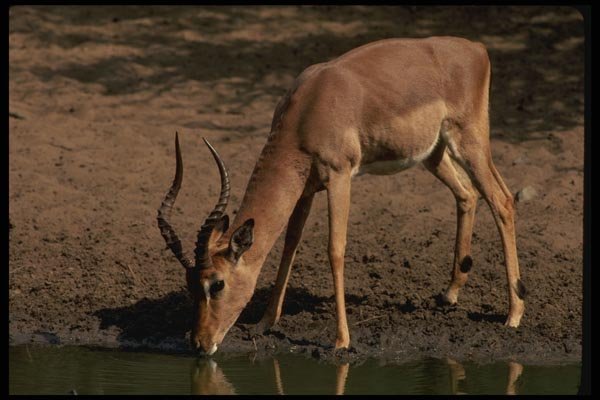 077050 Impala Drinking A4 Photo Print