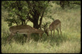 077051 Impala Rams Fighting A4 Photo Print