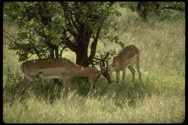 077051 Impala Rams Fighting A4 Photo Print