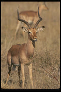 077052 Impala A4 Photo Print