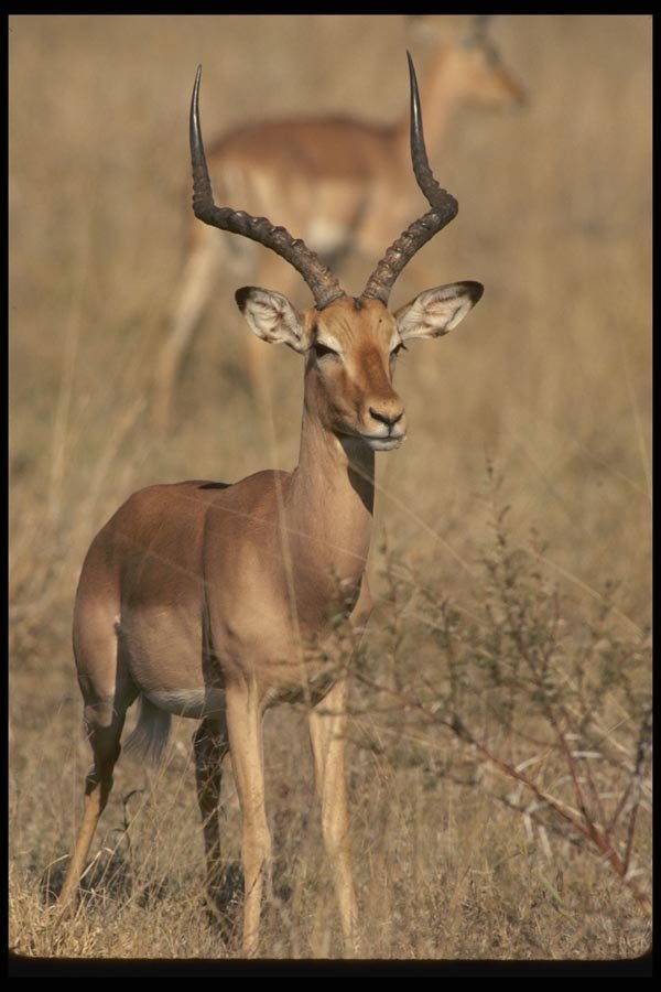 077052 Impala A4 Photo Print