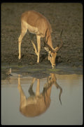 077053 Impala Reflection In Waterhole A4 Photo Print