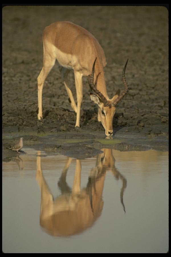 077053 Impala Reflection In Waterhole A4 Photo Print