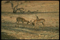 077054 Impala Males Fighting A4 Photo Print