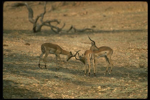 077054 Impala Males Fighting A4 Photo Print