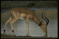 077055 Impala A4 Photo Print