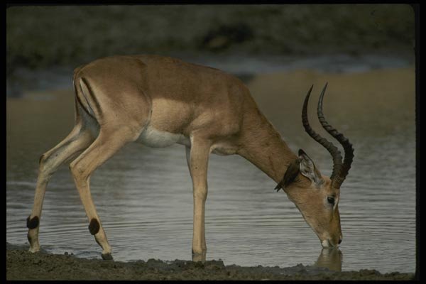 077055 Impala A4 Photo Print