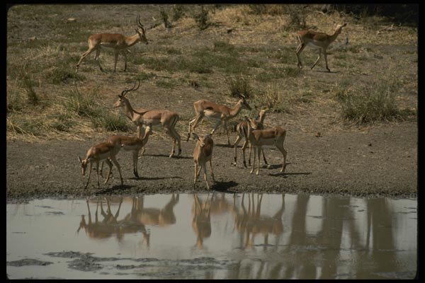 077056 Impala Herd Near Water A4 Photo Print