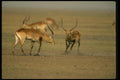 077057 Kafue Lechwe Confrontation A4 Photo Print