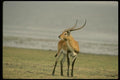 077058 Kafue Lechwe A4 Photo Print