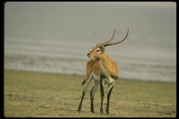 077058 Kafue Lechwe A4 Photo Print