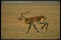 077059 Kafue Lechwe Running A4 Photo Print