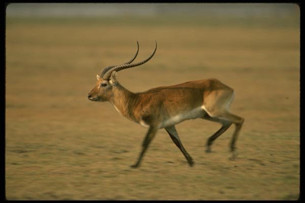 077059 Kafue Lechwe Running A4 Photo Print