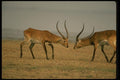 077060 Kafue Lechwe Confrontation A4 Photo Print
