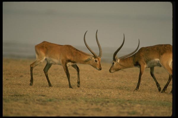 077060 Kafue Lechwe Confrontation A4 Photo Print