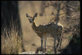 077061 Kupspringer A4 Photo Print