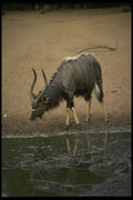 077063 Nyala A4 Photo Print