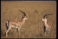 077064 Grant's Gazelles Confrontation A4 Photo Print