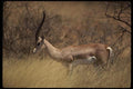077065 Grant's Gazelle A4 Photo Print