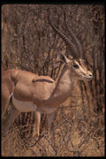 077066 Grant's Gazelle A4 Photo Print