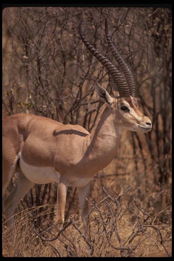 077066 Grant's Gazelle A4 Photo Print