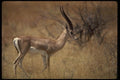 077067 Grant's Gazelle A4 Photo Print
