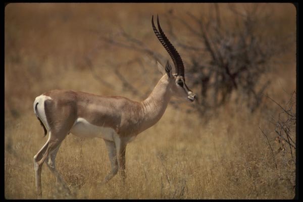 077067 Grant's Gazelle A4 Photo Print