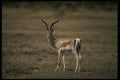 077068 Grant's Gazelle A4 Photo Print