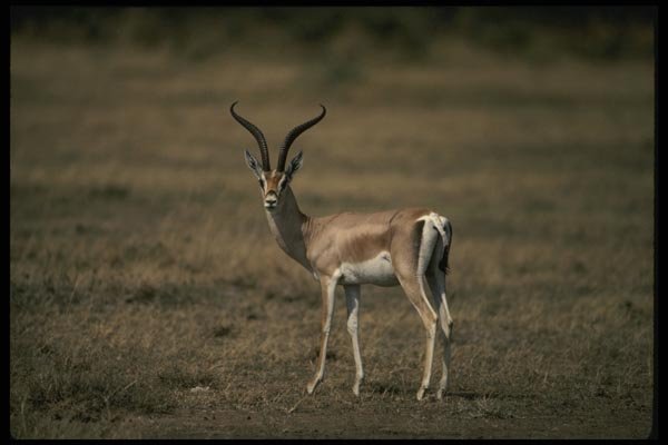 077068 Grant's Gazelle A4 Photo Print