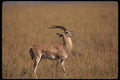 077069 Grant's Gazelle A4 Photo Print