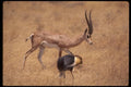 077070 Grant's Gazelle A4 Photo Print