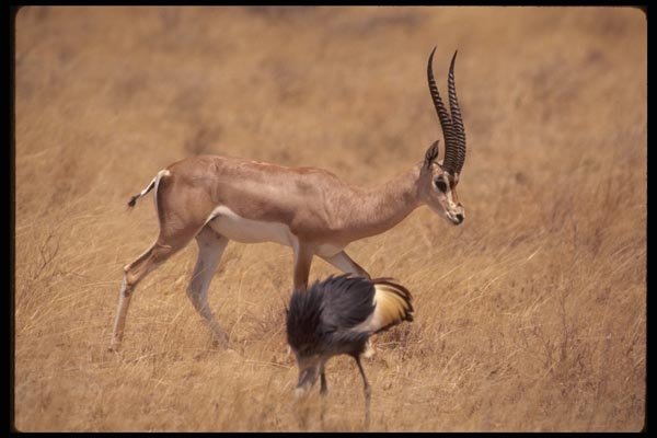 077070 Grant's Gazelle A4 Photo Print