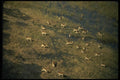 077071 African Lechwe A4 Photo Print