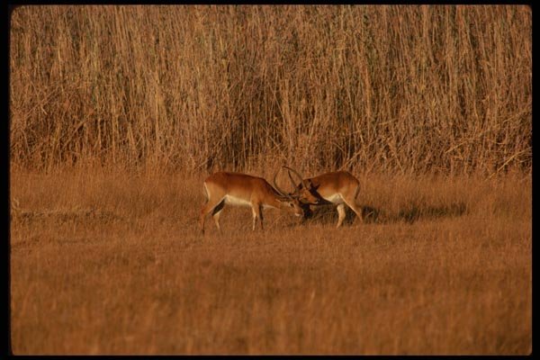 077072 Red Lechwe A4 Photo Print