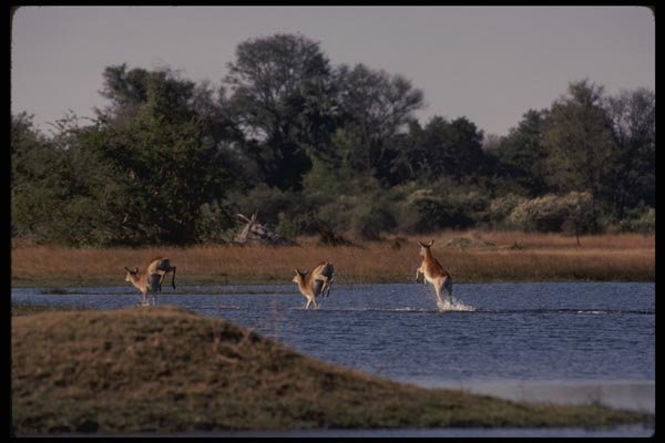 077073 Red Lechwe A4 Photo Print