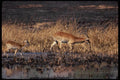 077074 Red Lechwe A4 Photo Print