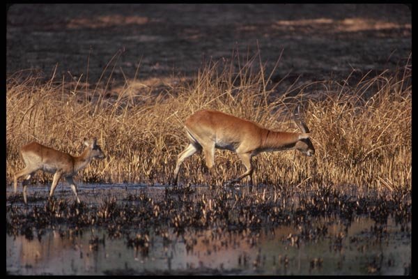 077074 Red Lechwe A4 Photo Print