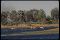 077075 Red Lechwe A4 Photo Print