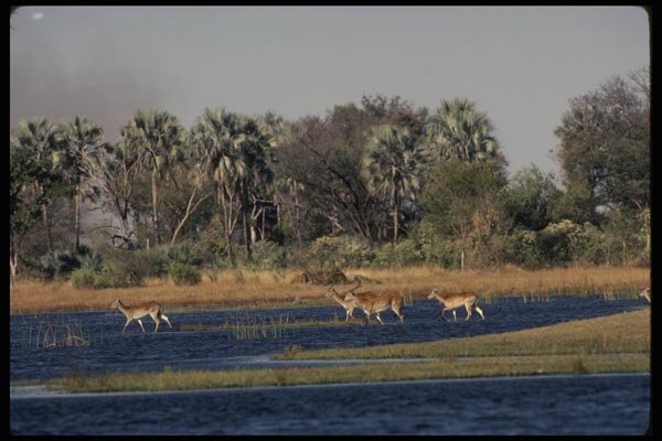 077075 Red Lechwe A4 Photo Print