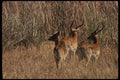 077076 Red Lechwe A4 Photo Print