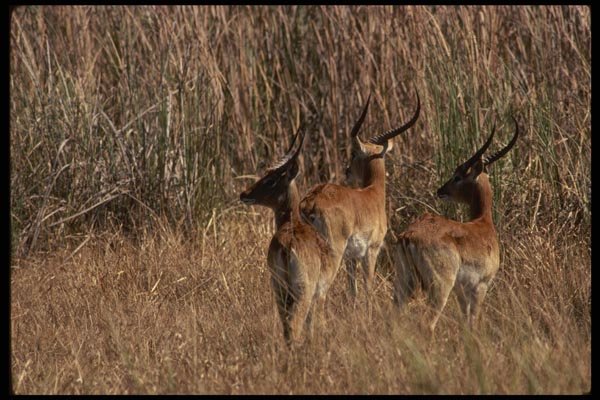 077076 Red Lechwe A4 Photo Print