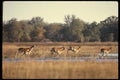 077077 Red Lechwe Running A4 Photo Print