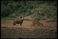 077080 Bushback Pair A4 Photo Print