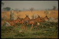 077082 Tsessebe Herd A4 Photo Print